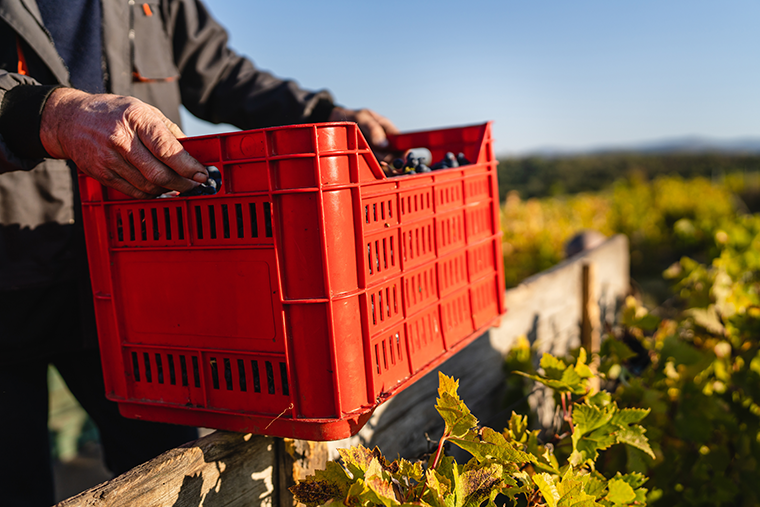 Worker holding a red bin of produce in a field